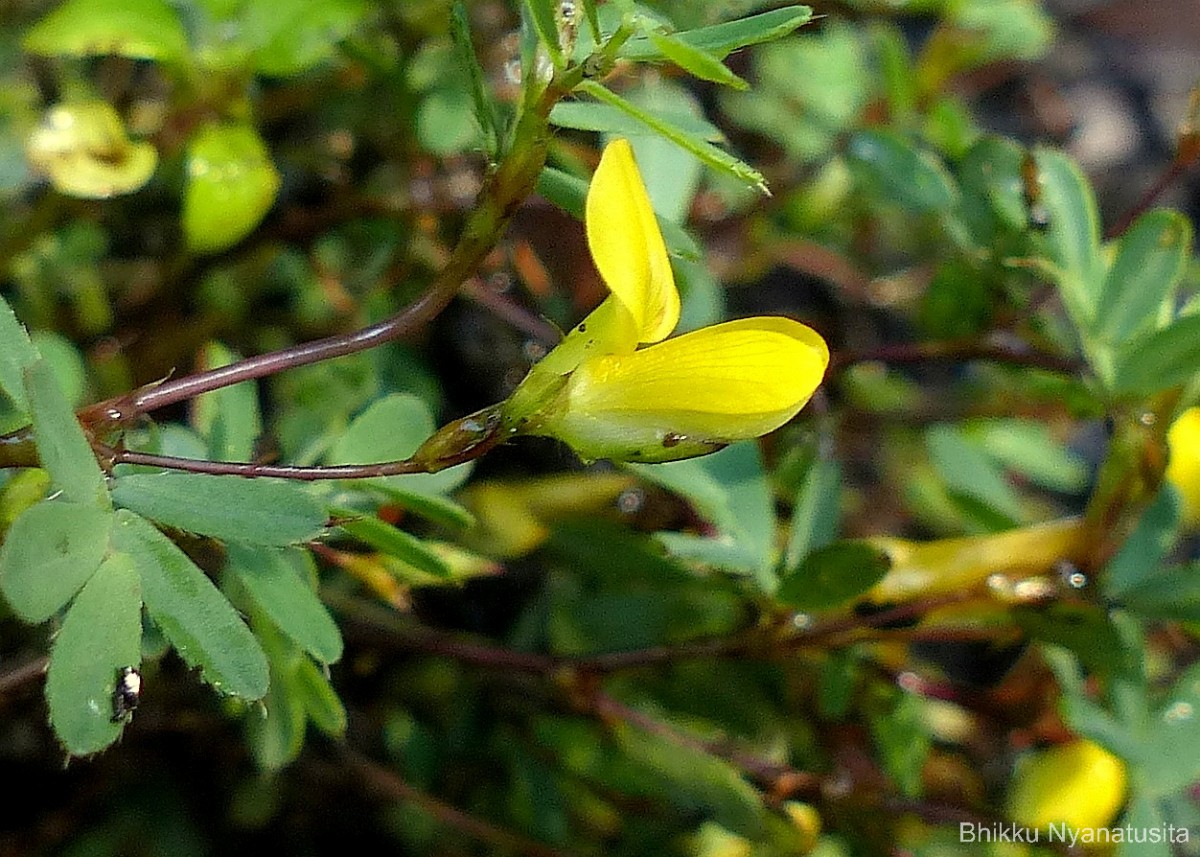 Smithia sensitiva Aiton